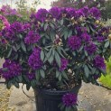 Rhododendron 'Marcel Menard' - 1