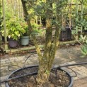 Quercus Suber - 1