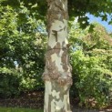 Platanus x hispanica - 3