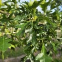 Quercus Palustris - 2