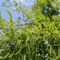 Taxodium distichum 'Pendulum' - Foto 2