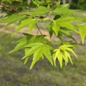 Acer palmatum - Foto 5