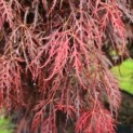 Acer palmatum 'Dragon Fire' - Foto 1