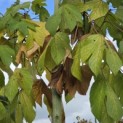 Firmiana simplex - 2