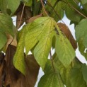 Firmiana simplex - 1