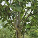 Magnolia 'Heaven Scent' - Foto 3