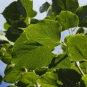 Tilia x flavescens 'Glenleven' - Foto 1