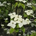 Cornus kousa 'Schmetterling' - 5