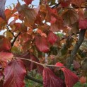Parrotia persica - 5