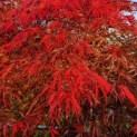 Acer palmatum 'Garnet' - impressie herfstkleur