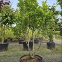 Magnolia 'Susan' - Foto 3