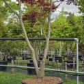 Acer palmatum 'Skeeter's Broom' - 2