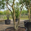 Parrotia persica - 4
