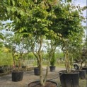 Parrotia persica - 3