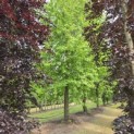 Liquidambar styraciflua - 3