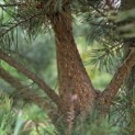 Pinus sylvestris - Foto 1