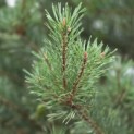 Pinus sylvestris - Foto 2