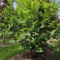Castanea Sativa - 2