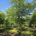 Fagus sylvatica - 1