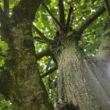 Tilia Tomentosa - Foto 1