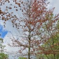 Fagus sylvatica 'Atropunicea' - 1e uitloop blad voorjaar 2024