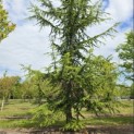 Cedrus libani - 1