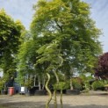 Acer palmatum 'Emerald Lace' - 6
