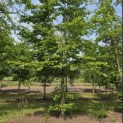 Fagus sylvatica - 1