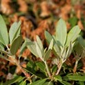 Rhododendron Yakusmanum'Marlis' - Foto 2