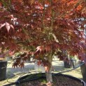 Acer palmatum 'Fireglow' - 2