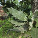 Quercus Ithaburensis 'Hemelrijk Silver. - 2