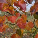 Pyus calleryana 'Chanticleer' - 3