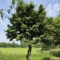 Acer campestre - mei 2026