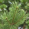 Pinus sylvestris - 1