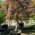 Acer palmatum 'Garnet' - Foto 3