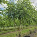 Betula nigra - 1