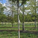 Acer rubrum 'Summer Red' - Foto 3