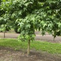 Liquidambar styraciflua - 3