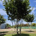 Parrotia persica 'Vanessa' - 3