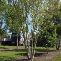 Magnolia liliiflora 'Nigra' - Foto 2