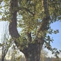 Quercus Suber - 7