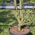 Platanus x hispanica 'Alphen's Globe' - 3