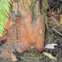 Taxodium distichum 'Shawnee Brave' - 3