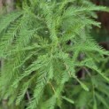 Taxodium distichum 'Shawnee Brave' - 2