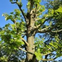 Tilia Tomentosa - 4