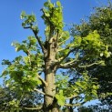 Tilia Tomentosa - 3