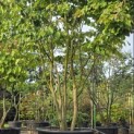 Parrotia persica - 5