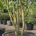 Parrotia persica - 6