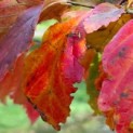 Parrotia persica - 1