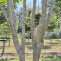 Parrotia persica 'Vanessa' - 6